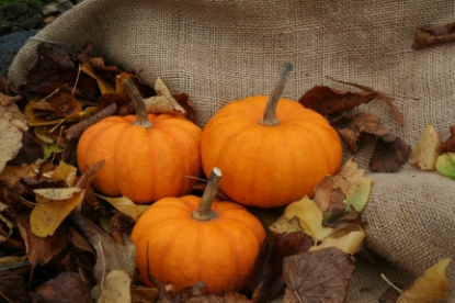 Picture of Pumpkin Gold Speck